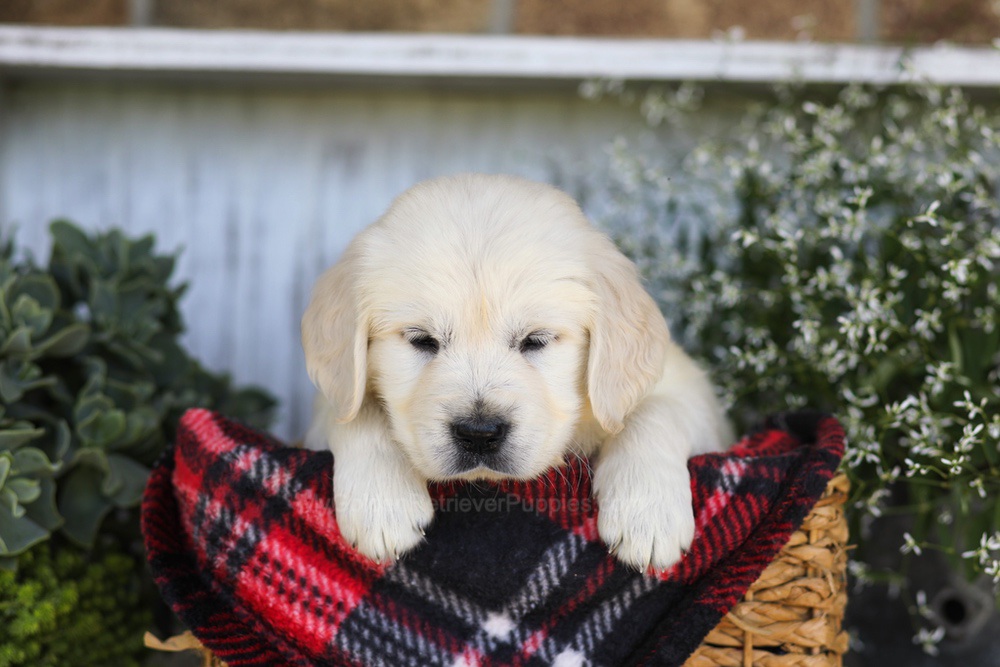 Tootsie Roll Image of Tootsie Roll, a Golden Retriever puppy