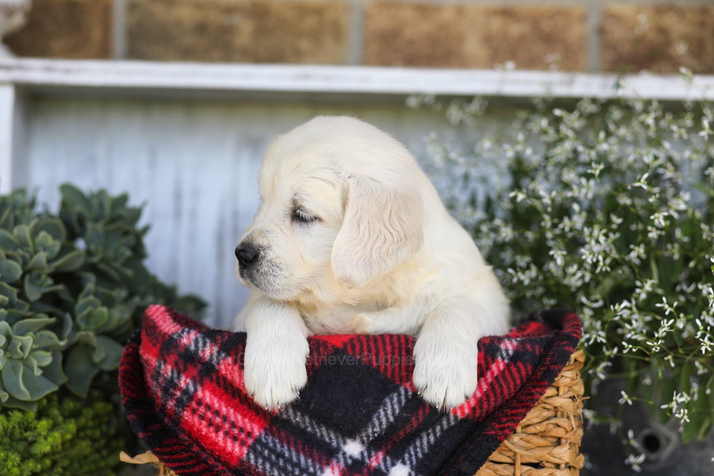 Tootsie Roll Image of Tootsie Roll, a Golden Retriever puppy