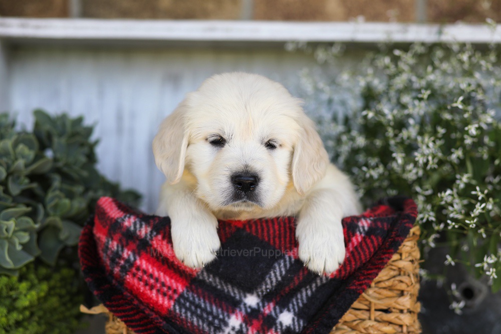Tootsie Roll Image of Tootsie Roll, a Golden Retriever puppy