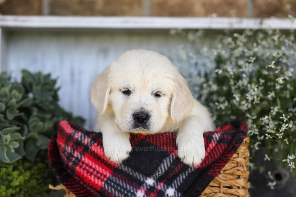 Tootsie Roll Image of Tootsie Roll, a Golden Retriever puppy