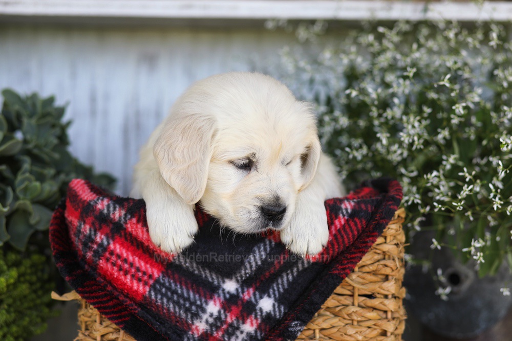 Tootsie Roll Image of Tootsie Roll, a Golden Retriever puppy