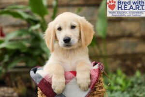 Tucker Image of Tucker, a Golden Retriever puppy