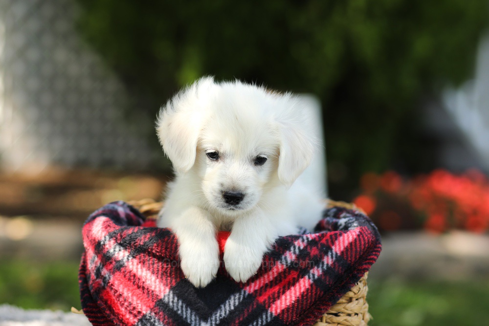 Tulip Image of Tulip, a Golden Retriever puppy