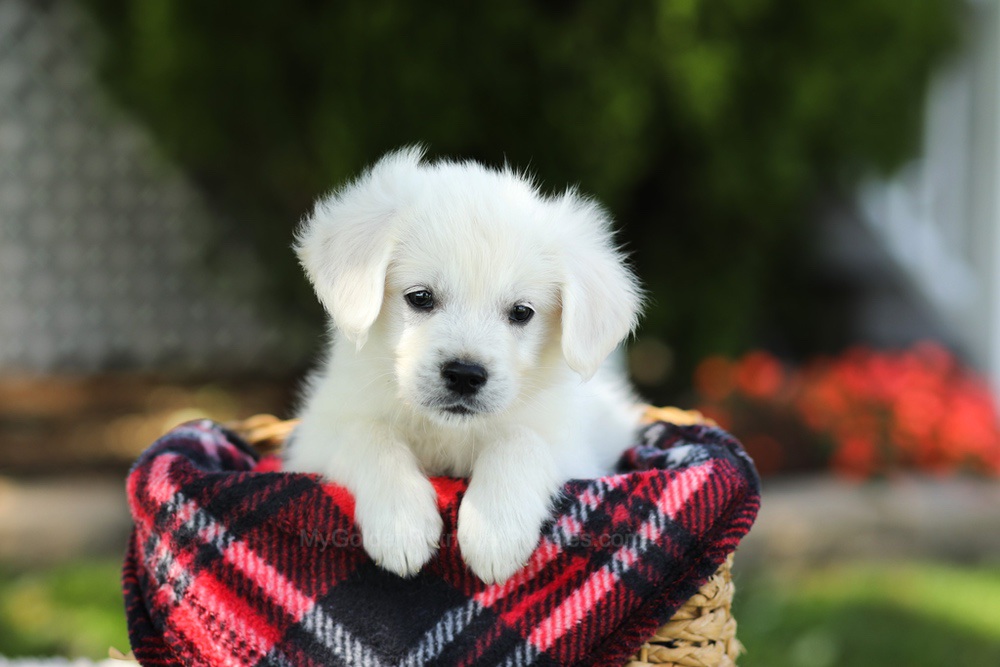 Tulip Image of Tulip, a Golden Retriever puppy
