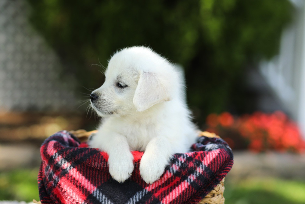 Tulip Image of Tulip, a Golden Retriever puppy