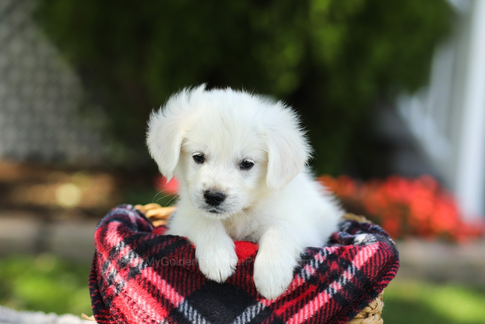 Tulip Image of Tulip, a Golden Retriever puppy