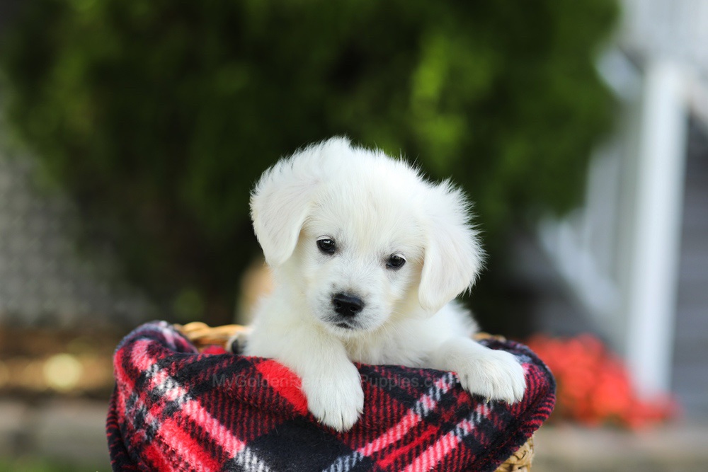 Tulip Image of Tulip, a Golden Retriever puppy