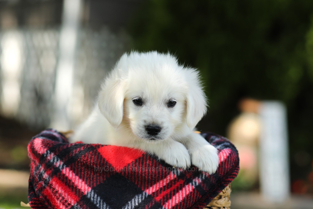 Tulip Image of Tulip, a Golden Retriever puppy