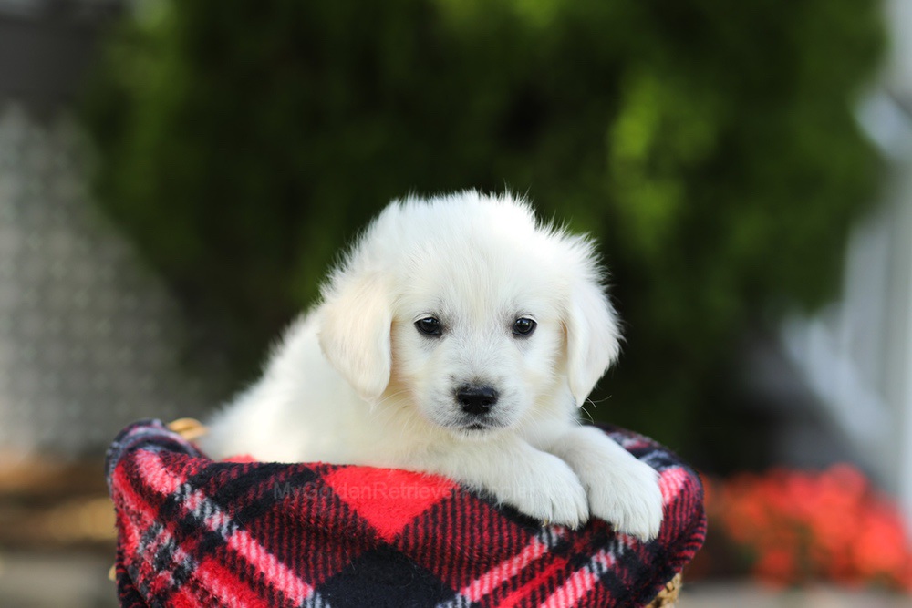 Tulip Image of Tulip, a Golden Retriever puppy