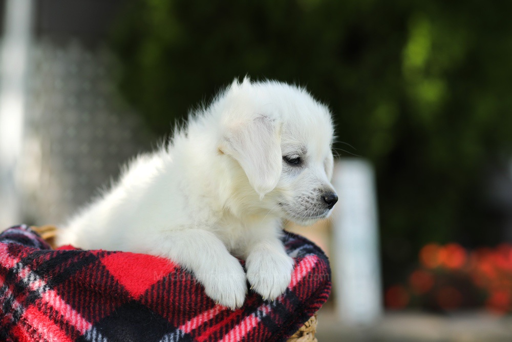 Tulip Image of Tulip, a Golden Retriever puppy