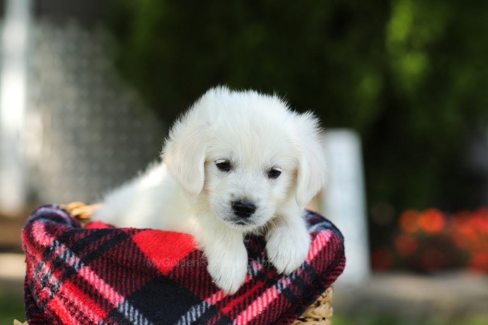 Tulip Image of Tulip, a Golden Retriever puppy