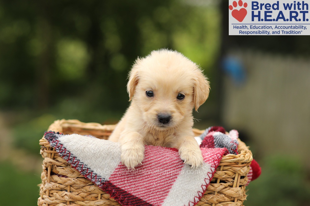 Tweety Image of Tweety, a Golden Retriever puppy