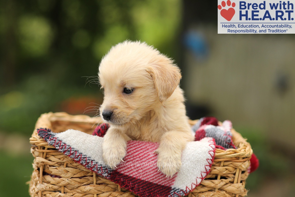 Tweety Image of Tweety, a Golden Retriever puppy