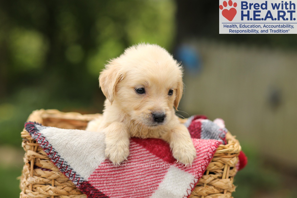Tweety Image of Tweety, a Golden Retriever puppy