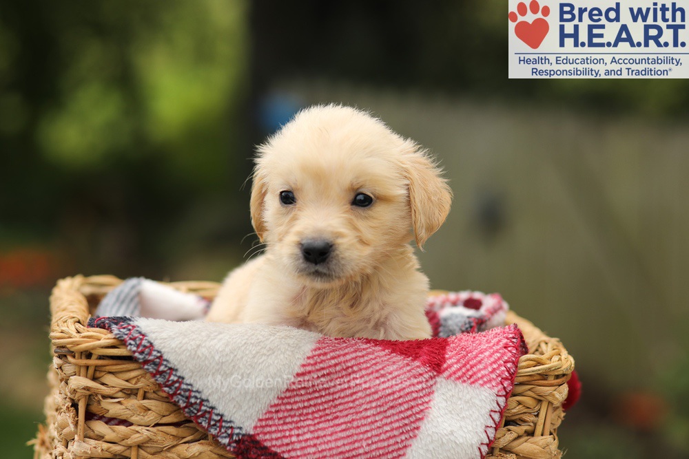 Tweety Image of Tweety, a Golden Retriever puppy