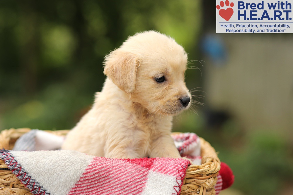Tweety Image of Tweety, a Golden Retriever puppy