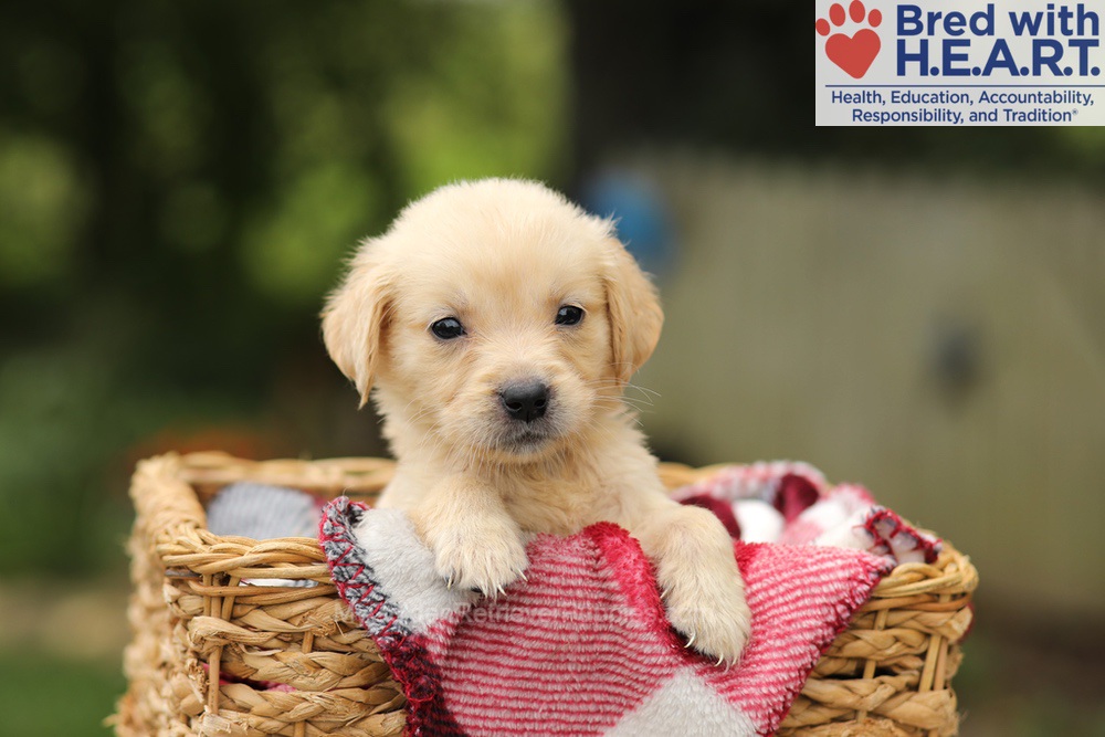 Tweety Image of Tweety, a Golden Retriever puppy
