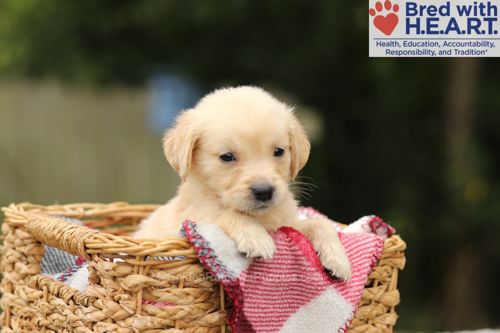 Tweety Image of Tweety, a Golden Retriever puppy