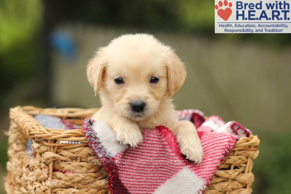 Tweety Image of Tweety, a Golden Retriever puppy