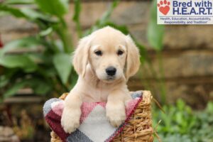 Tweety Image of Tweety, a Golden Retriever puppy