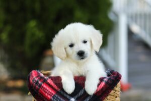 Twila Image of Twila, a Golden Retriever puppy