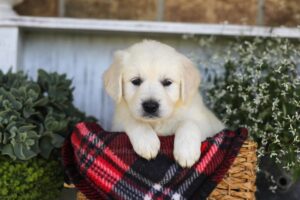 Image of Twix, a Golden Retriever puppy