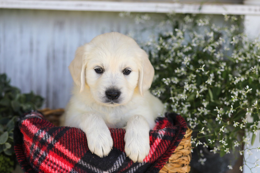 Twizzler Image of Twizzler, a Golden Retriever puppy
