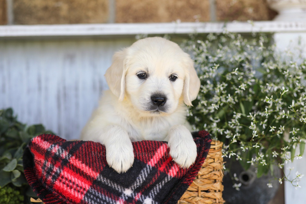 Twizzler Image of Twizzler, a Golden Retriever puppy