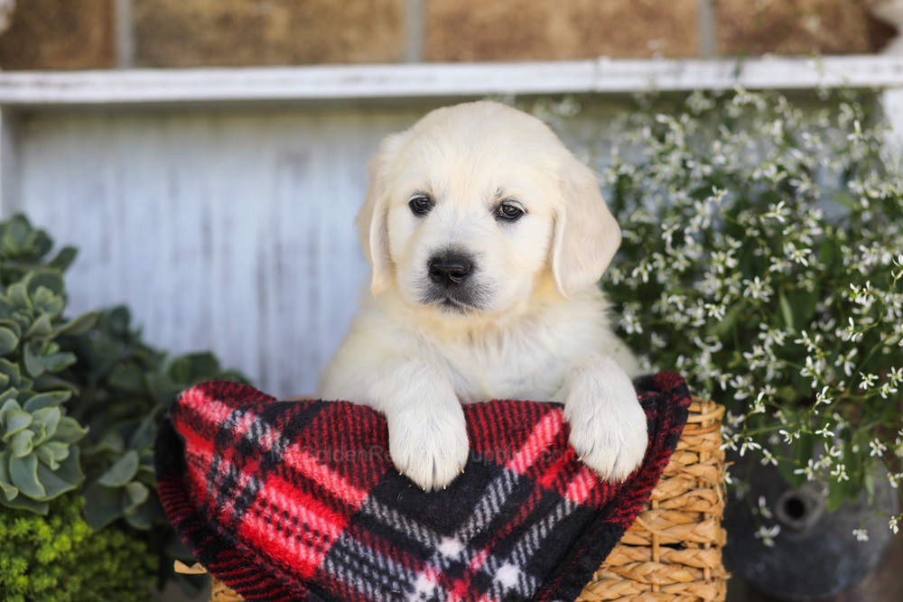 Twizzler Image of Twizzler, a Golden Retriever puppy