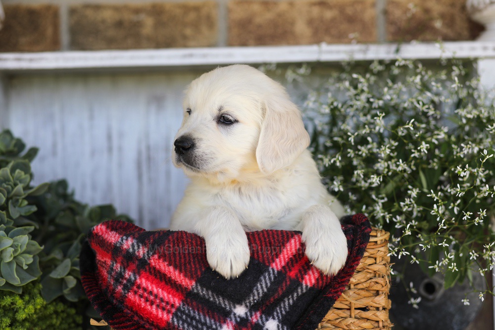 Twizzler Image of Twizzler, a Golden Retriever puppy