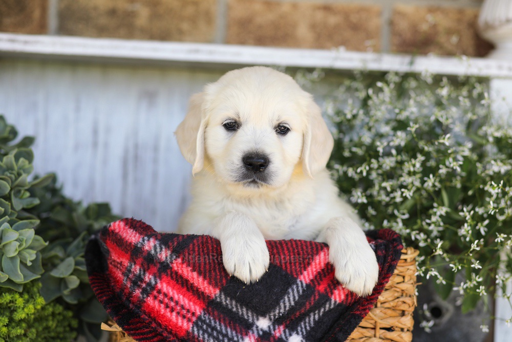 Twizzler Image of Twizzler, a Golden Retriever puppy