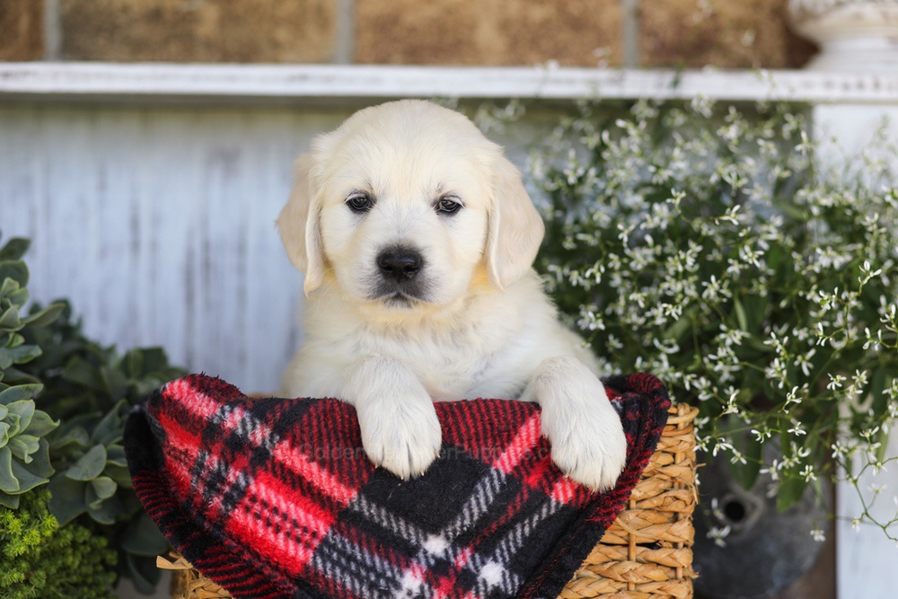 Twizzler Image of Twizzler, a Golden Retriever puppy