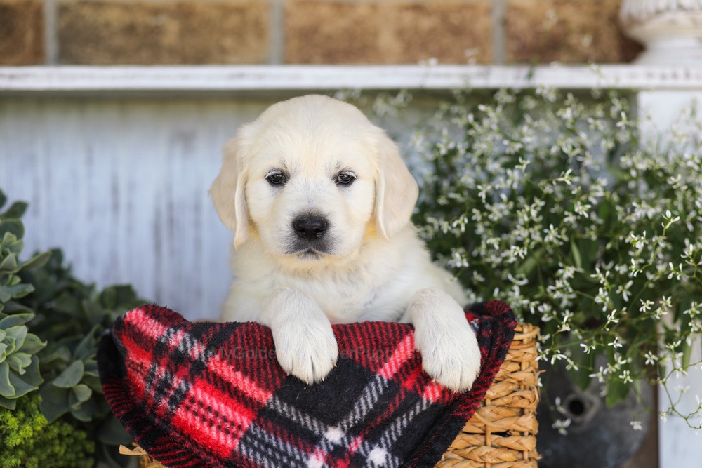 Twizzler Image of Twizzler, a Golden Retriever puppy