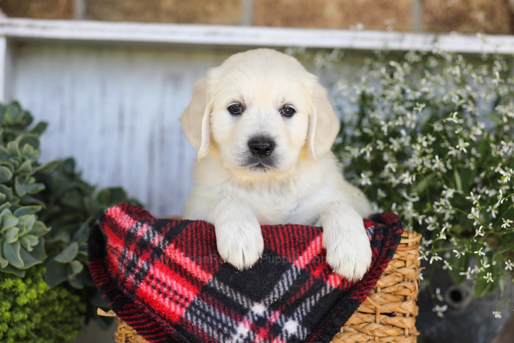 Twizzler Image of Twizzler, a Golden Retriever puppy
