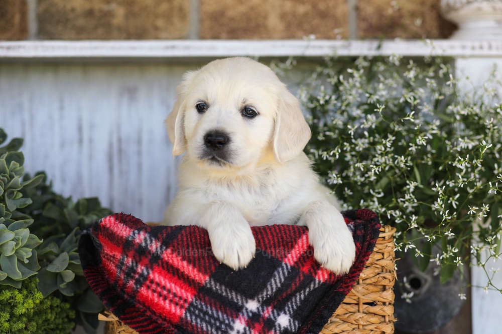 Twizzler Image of Twizzler, a Golden Retriever puppy