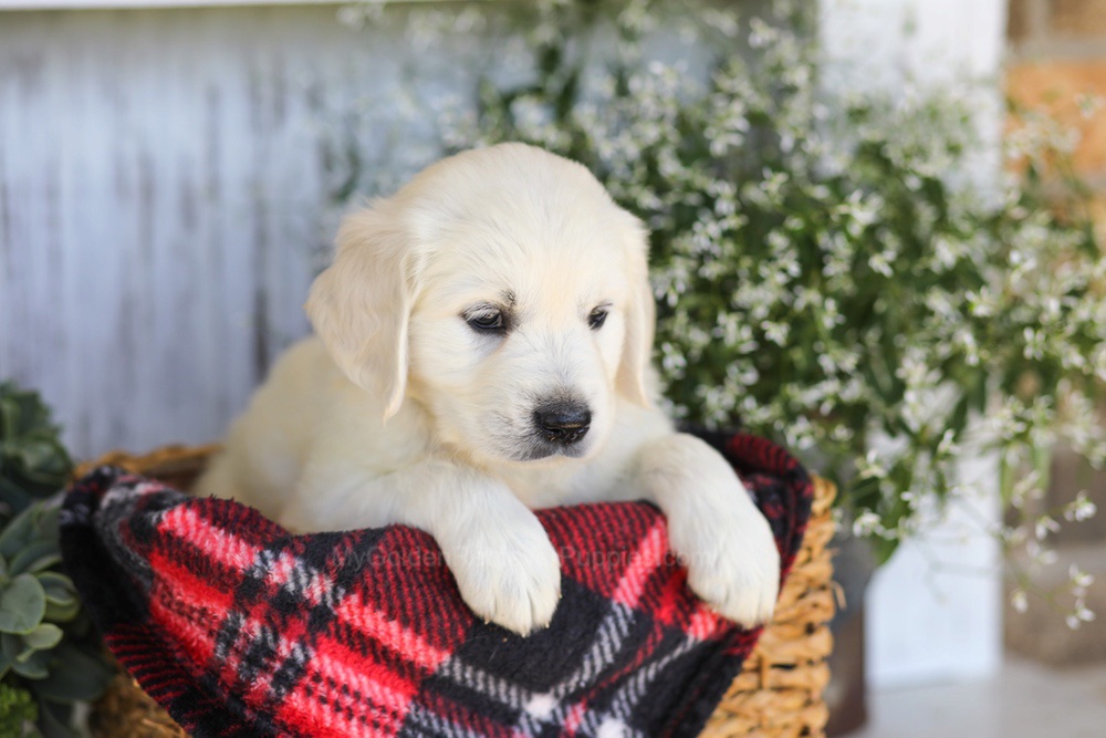 Twizzler Image of Twizzler, a Golden Retriever puppy