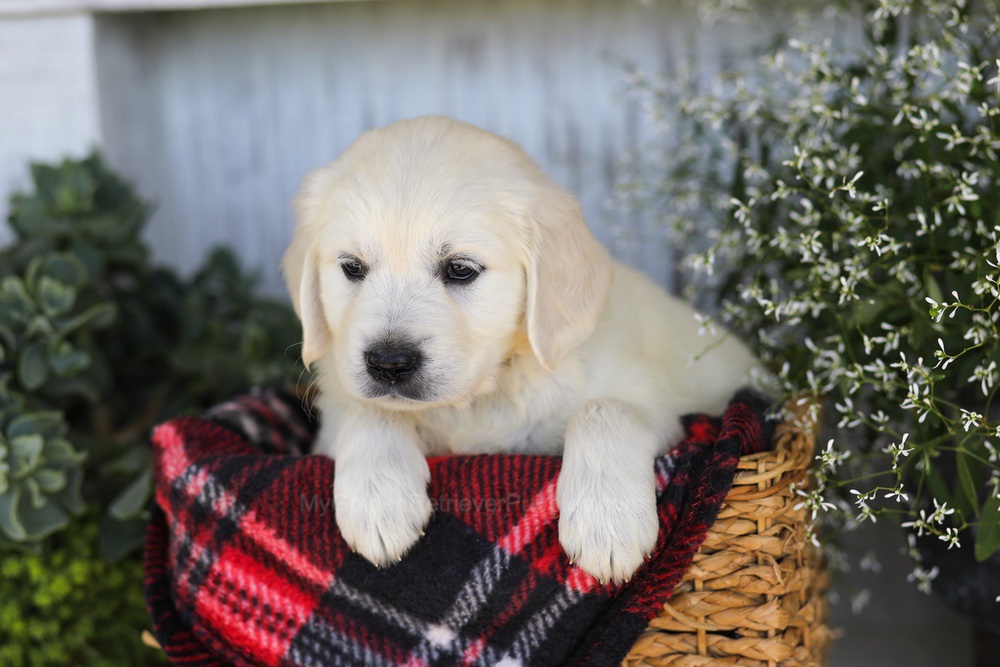 Twizzler Image of Twizzler, a Golden Retriever puppy