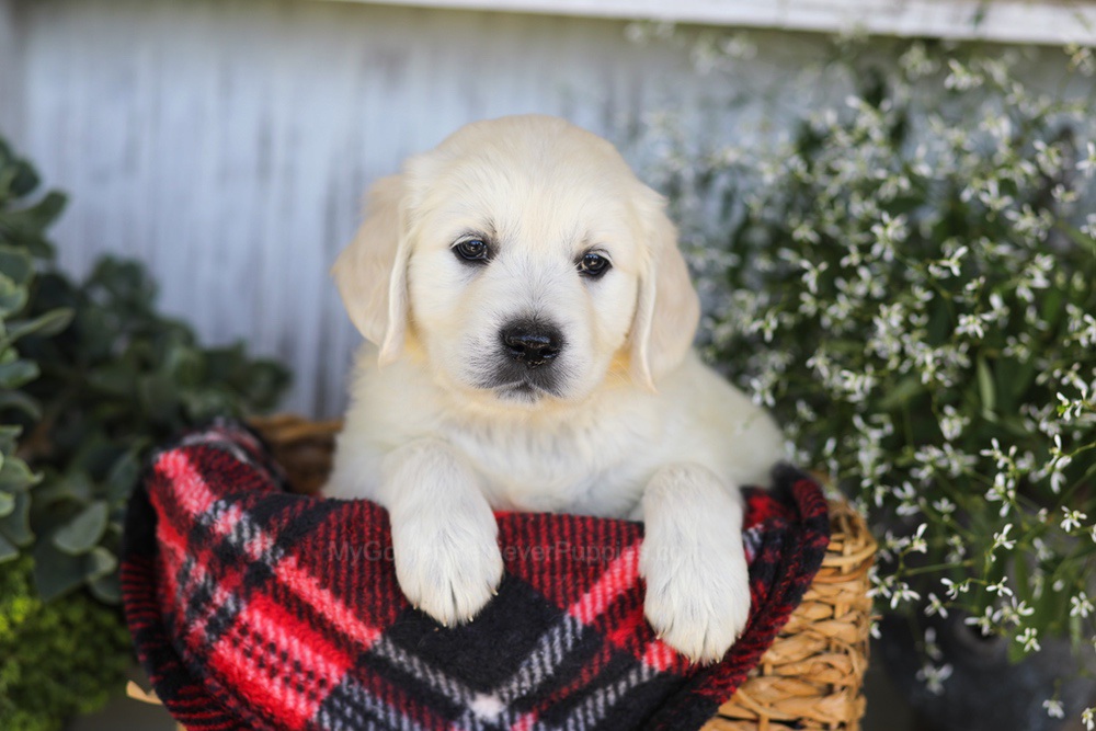 Twizzler Image of Twizzler, a Golden Retriever puppy