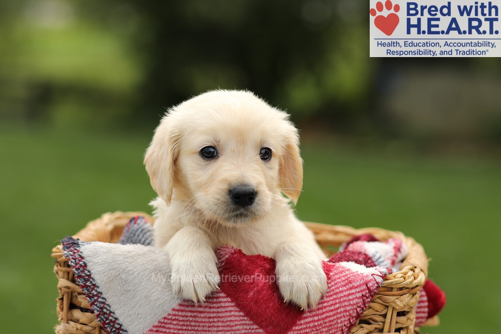 Ty Image of Ty, a Golden Retriever puppy