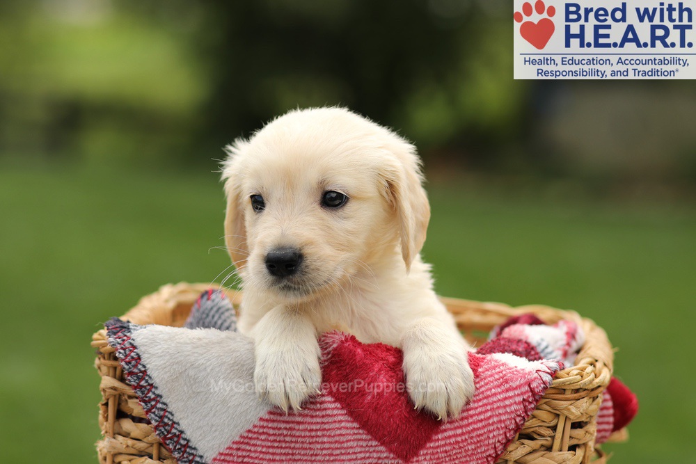 Ty Image of Ty, a Golden Retriever puppy