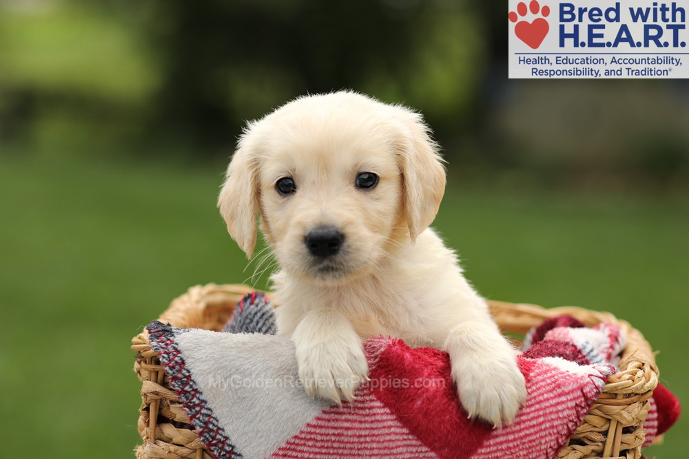 Ty Image of Ty, a Golden Retriever puppy