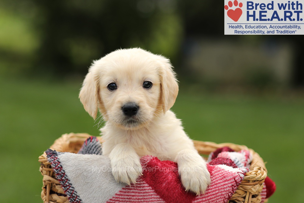 Ty Image of Ty, a Golden Retriever puppy