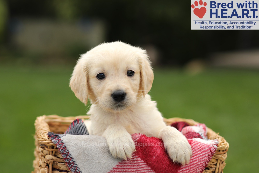 Ty Image of Ty, a Golden Retriever puppy
