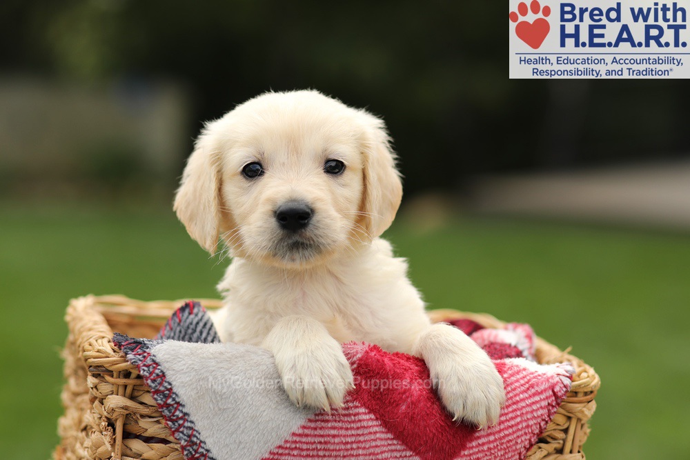 Ty Image of Ty, a Golden Retriever puppy
