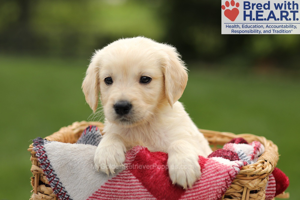 Ty Image of Ty, a Golden Retriever puppy