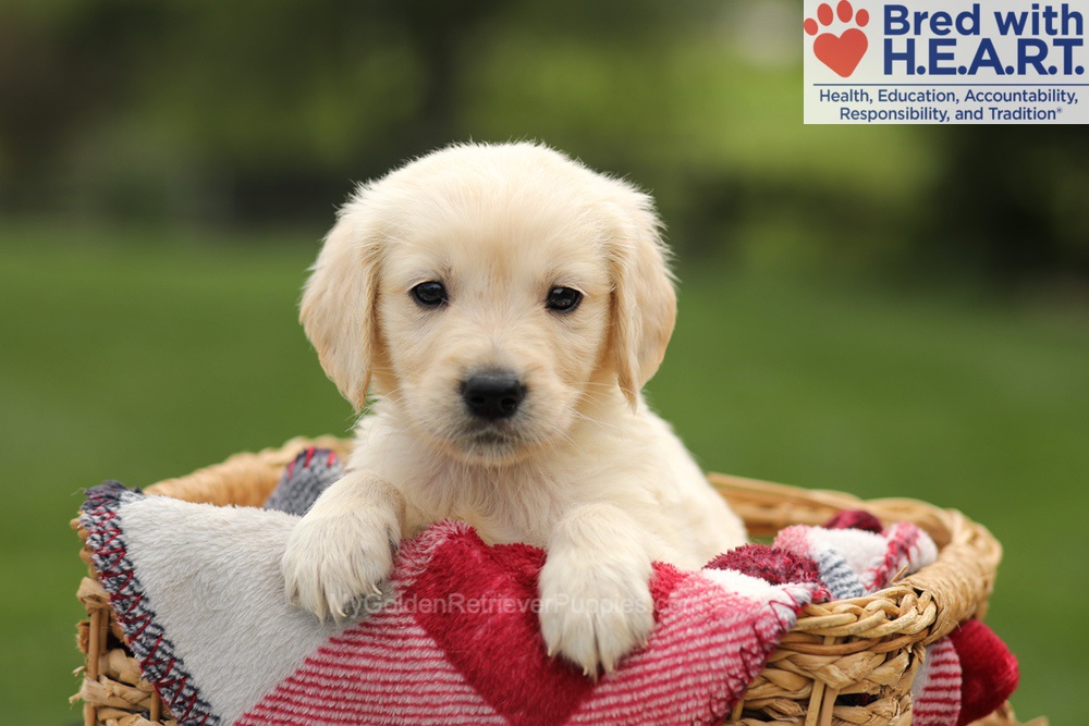 Ty Image of Ty, a Golden Retriever puppy