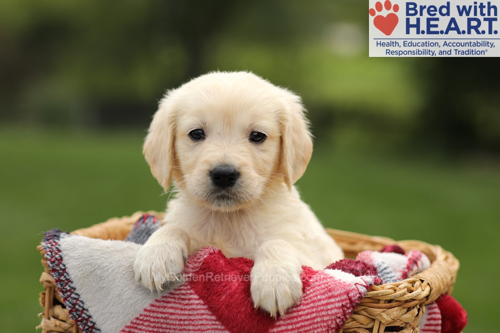 Ty Image of Ty, a Golden Retriever puppy