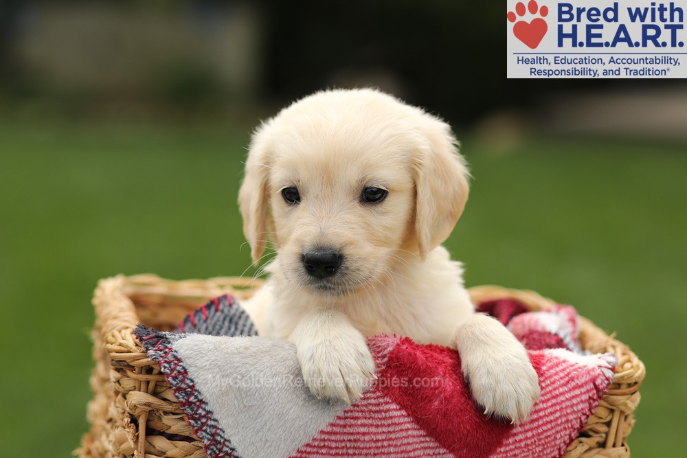Ty Image of Ty, a Golden Retriever puppy