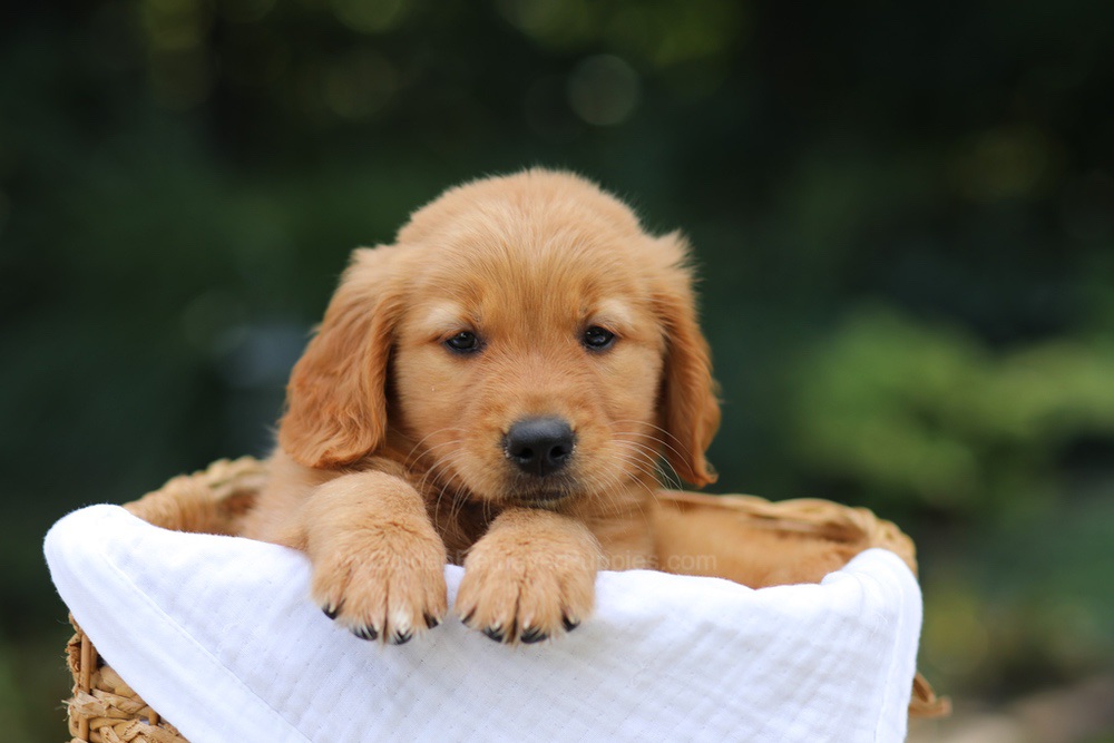 Valerie Image of Valerie, a Golden Retriever puppy