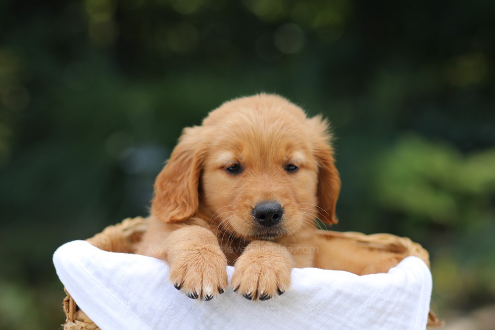 Valerie Image of Valerie, a Golden Retriever puppy